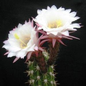 Echinopsis candicans var. gladiatus - Sea-Urchin Cactus, Easter Lily Cactus, Hedgehog Cactus - 5 Seed Pack - Image 2