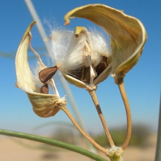Gomphocarpus filiformis - Mountain Milk Bush; Lammerlat - 5 Seed Pack