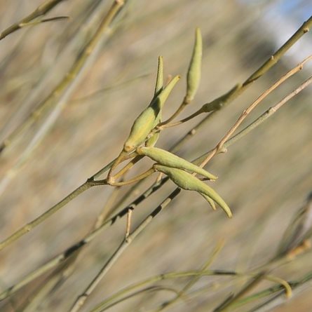 Gomphocarpus filiformis - Mountain Milk Bush; Lammerlat - 5 Seed Pack - Image 2