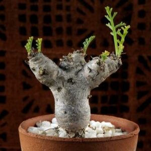 Pelargonium crithmifolium - Samphire-leaved Pelargonium - 5 Seed Pack