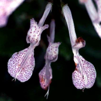 Plectranthus oertendahlii - Silverleaf Spurflower, Swedish Ivy, Oertendahl's Spurflower, November Lights; Silwerspoorsalie, Bontblaarspoorsalie - 5 Seed Pack - Image 2