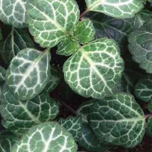 Plectranthus oertendahlii - Silverleaf Spurflower, Swedish Ivy, Oertendahl's Spurflower, November Lights; Silwerspoorsalie, Bontblaarspoorsalie - 5 Seed Pack - Image 3