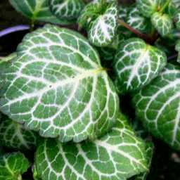 Plectranthus oertendahlii - Silverleaf Spurflower, Swedish Ivy, Oertendahl's Spurflower, November Lights; Silwerspoorsalie, Bontblaarspoorsalie - 5 Seed Pack - Image 5
