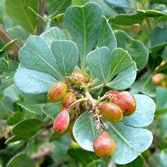 Searsia glauca - Blue Kunibush; Bloukoeniebos - 5 Seed Pack