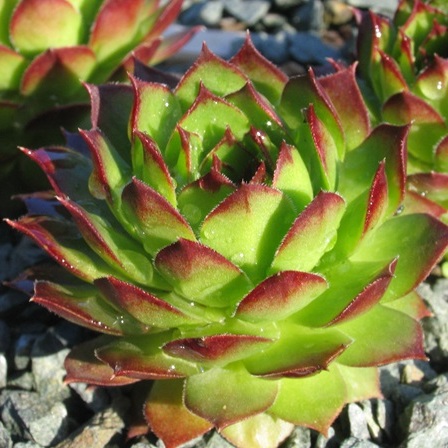 Sempervivum armenum - Armenian Houseleek - 5 Seed Pack