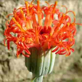 Senecio stapeliiformis - Pickle Plant, Candle Stick, Spider Plant - 5 Seed Pack - Image 4