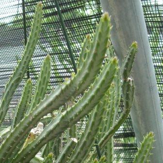 Senecio stapeliiformis - Pickle Plant, Candle Stick, Spider Plant - 5 Seed Pack - Image 6