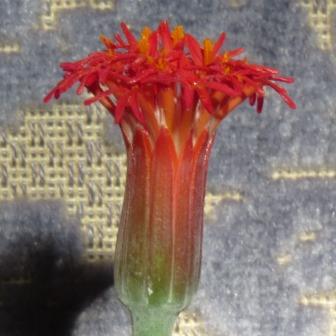 Senecio stapeliiformis - Pickle Plant, Candle Stick, Spider Plant - 5 Seed Pack - Image 2