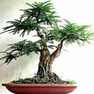Vachellia erioloba (Acacia erioloba) - Kalahari Camel Thorn; Kameeldoring Bonsai & Bonsai eBook - 100 Bulk Seed Pack