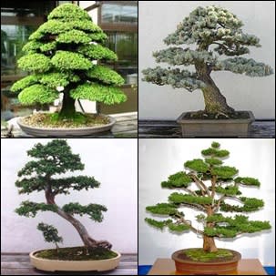 GrowYourOwn Bonsai Starter Kit - Japanese Red Cedar - Everything you need to get started!
