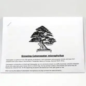 GrowYourOwn Bonsai Starter Kit - Japanese Red Cedar - Everything you need to get started! - Image 12