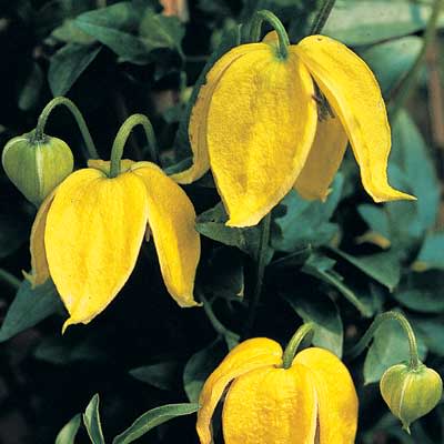 Clematis tangutica - Yellow Clematis, Golden Clematis Vine - 5 Seed Pack