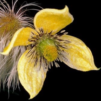 Clematis tangutica - Yellow Clematis, Golden Clematis Vine - 5 Seed Pack - Image 2