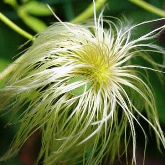 Clematis tangutica - Yellow Clematis, Golden Clematis Vine - 5 Seed Pack - Image 3