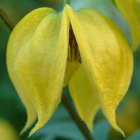 Clematis tangutica - Yellow Clematis, Golden Clematis Vine - 5 Seed Pack - Image 5