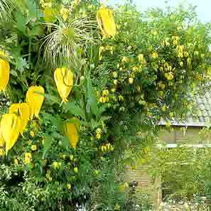 Clematis tangutica - Yellow Clematis, Golden Clematis Vine - 5 Seed Pack - Image 6