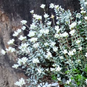 Crassula biplanata - Klipblom - 10 Seed Pack