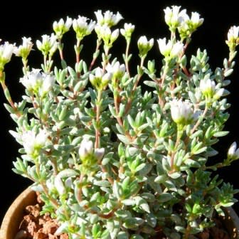 Crassula biplanata - Klipblom - 10 Seed Pack - Image 2