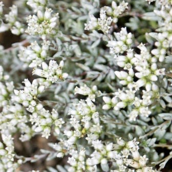 Crassula biplanata - Klipblom - 10 Seed Pack - Image 3
