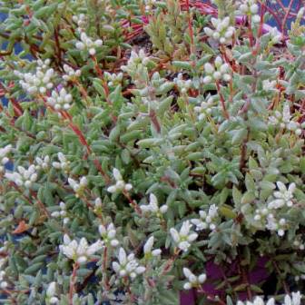 Crassula biplanata - Klipblom - 10 Seed Pack - Image 4