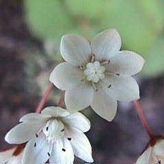 Crassula capensis - 10 Seed Pack - Image 2