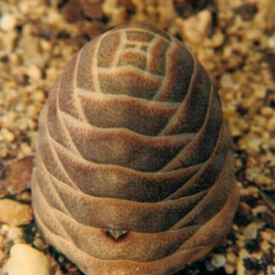 Crassula columnaris ssp. prolifera - Buddha's Temple; Sentkannetjie - 10 Seed Pack