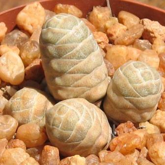 Crassula columnaris ssp. prolifera - Buddha's Temple; Sentkannetjie - 10 Seed Pack - Image 2