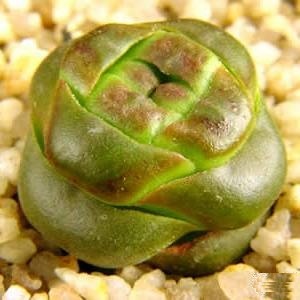Crassula columnaris ssp. prolifera - Buddha's Temple; Sentkannetjie - 10 Seed Pack - Image 3