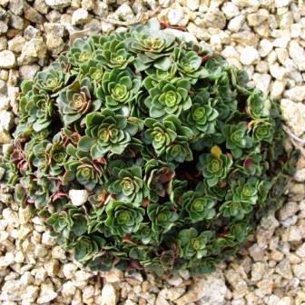 Crassula natalensis - 10+ Seed Pack