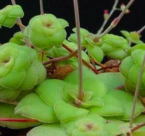Crassula orbicularis - 10 Seed Pack