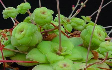 Crassula orbicularis - 10 Seed Pack
