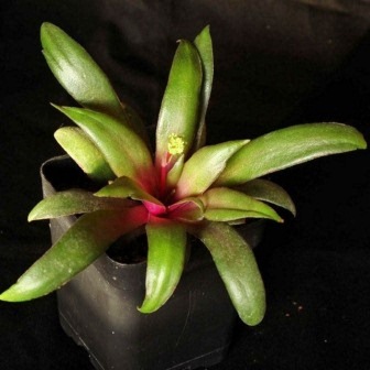Crassula orbicularis - 10 Seed Pack - Image 2