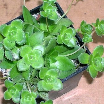 Crassula orbicularis - 10 Seed Pack - Image 3