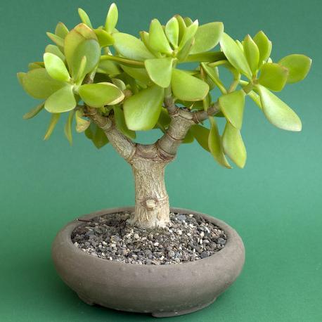 Crassula ovata - Jade Tree Bonsai & Bonsai eBook - 10+ Seed Pack