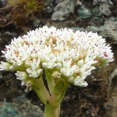 Crassula vaginata - 10+ Seed Pack