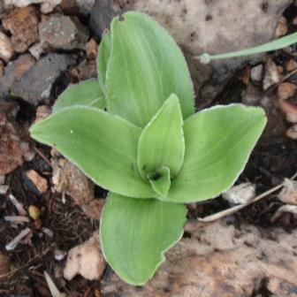 Crassula vaginata - 10+ Seed Pack - Image 2