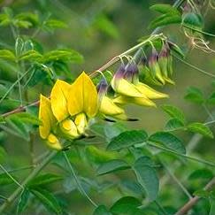 Crotalaria laburnifolia - 5 Seed Pack - Image 2