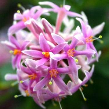 Dais cotinifolia - Pompon Tree - 5 Seed Pack