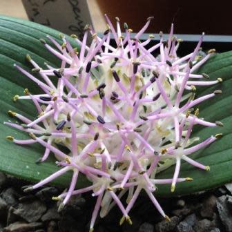 Daubenya alba - 5 Seed Pack