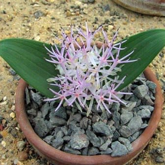 Daubenya alba - 5 Seed Pack - Image 2