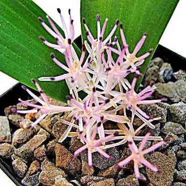 Daubenya alba - 5 Seed Pack - Image 3
