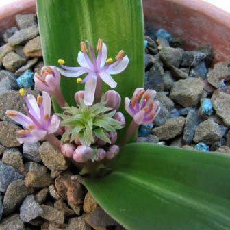 Daubenya alba - 5 Seed Pack - Image 4