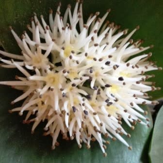 Daubenya alba - 5 Seed Pack - Image 5