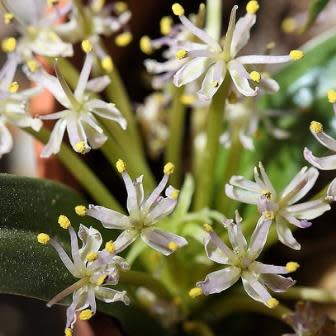 Daubenya alba - 5 Seed Pack - Image 6