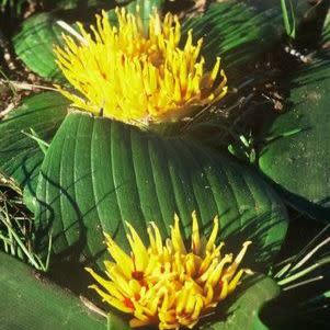 Daubenya capensis - 5 Seed Pack