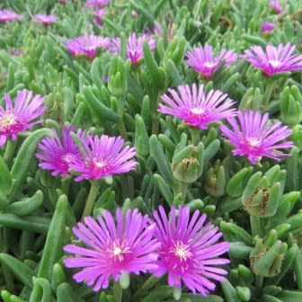 Delosperma lydenburgense - 5 Seed Pack