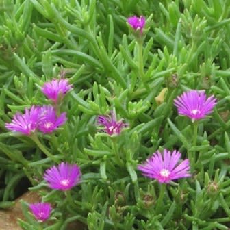 Delosperma lydenburgense - 5 Seed Pack - Image 3