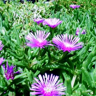 Delosperma lydenburgense - 5 Seed Pack - Image 4
