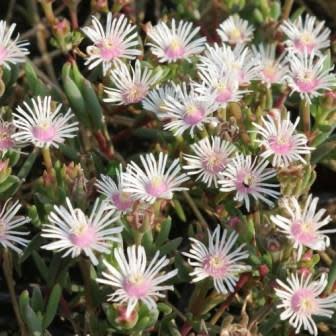 Delosperma macrostigma - 5 Seed Pack