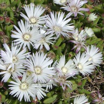 Delosperma macrostigma - 5 Seed Pack - Image 2